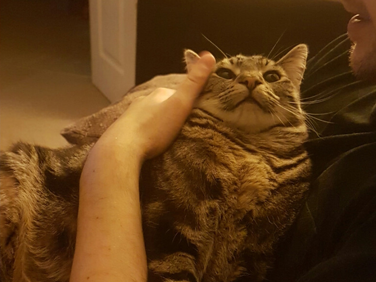 catnip to cats
