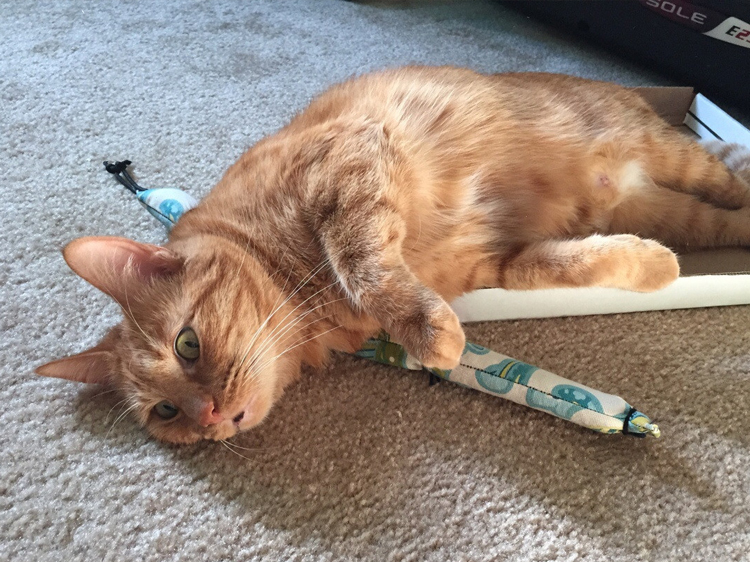 cats and catnip