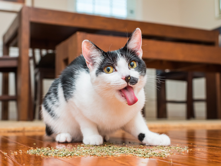Cats Catnip