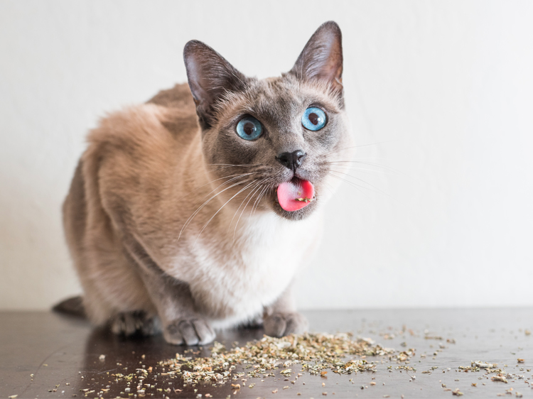 Cats On Catnip