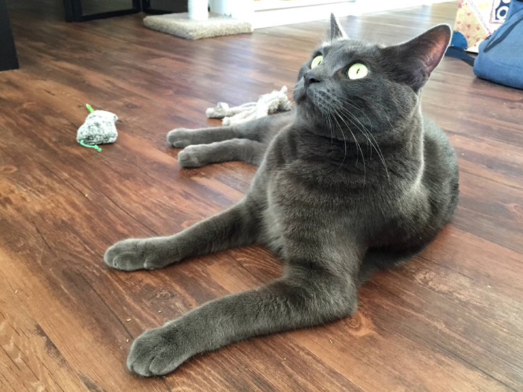 cats on catnip