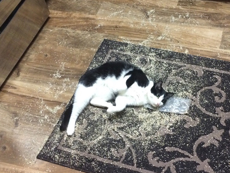 cats with catnip