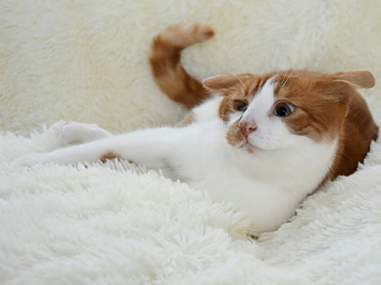 first catnip