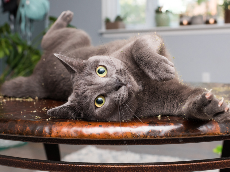 Funny Catnip
