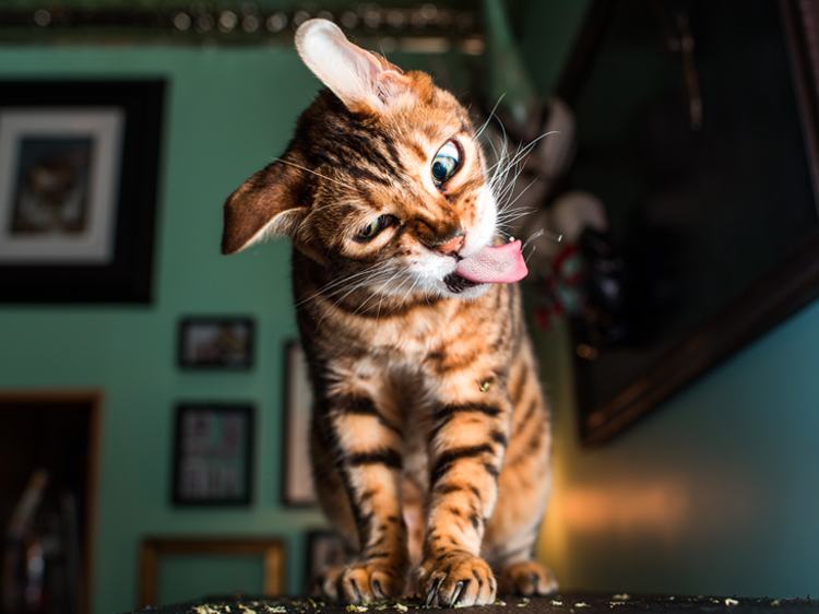 What Is Catnip