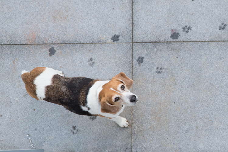 Beagles