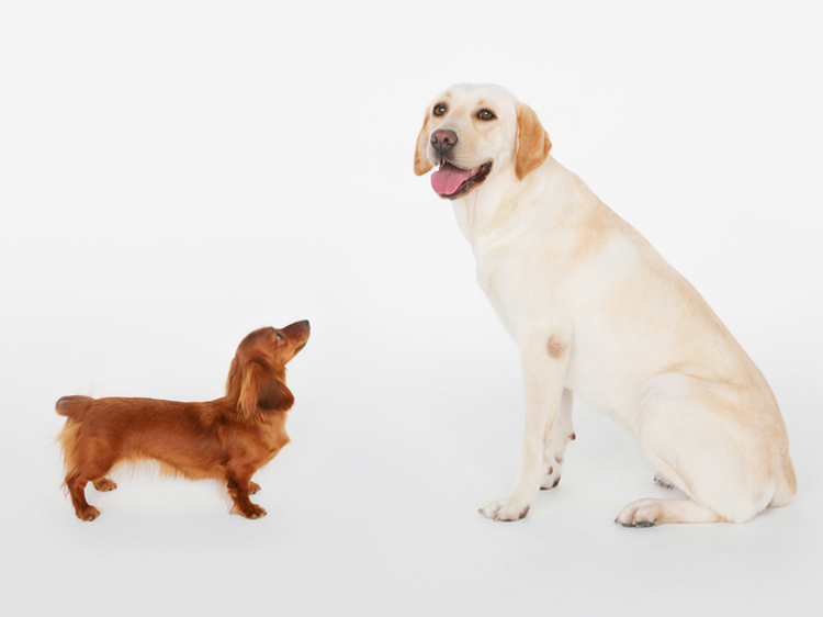 big dogs little dogs