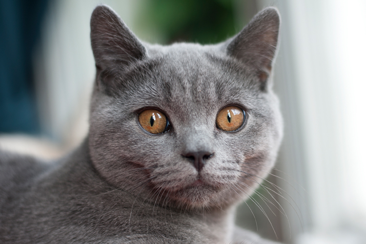 British Shorthair Cats