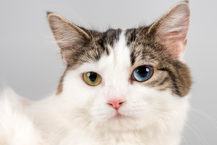 The Cutest Cats With Heterochromia — And Why They Have It