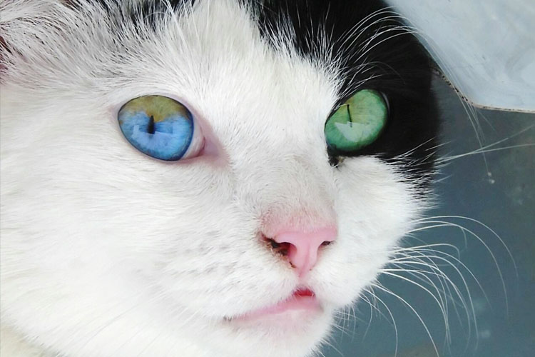 cats-with-heterochromia.jpg