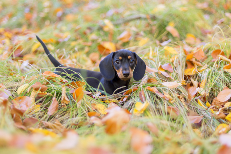 Dachshund