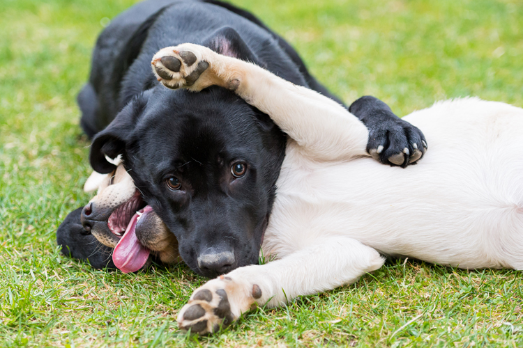 dog belly rub