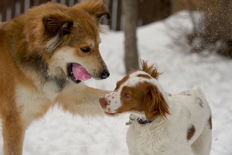 dog petting dogs