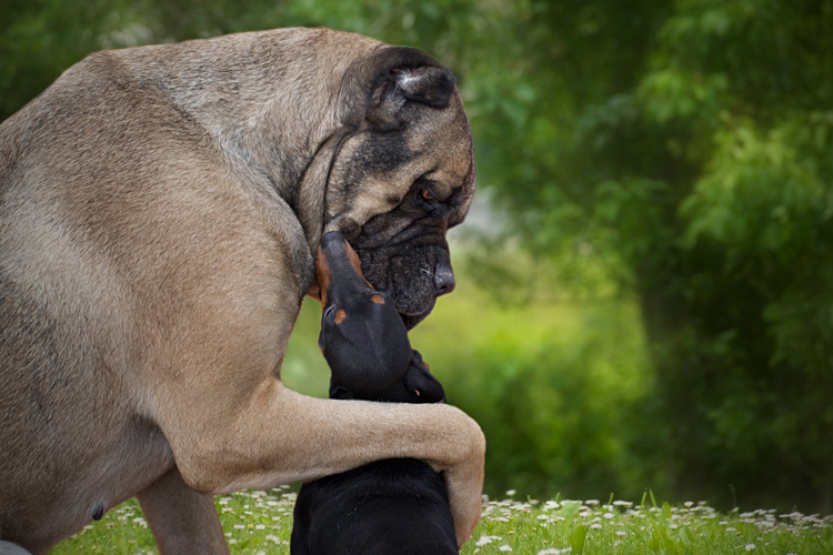 dog petting pup