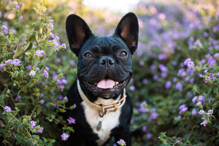 French Bulldog