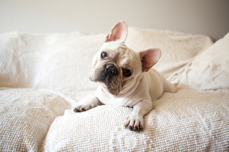 French Bulldogs