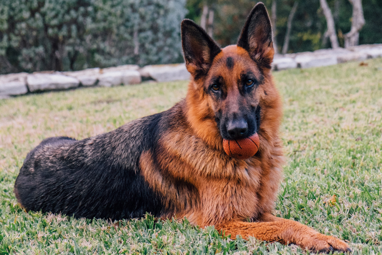German Shepherds