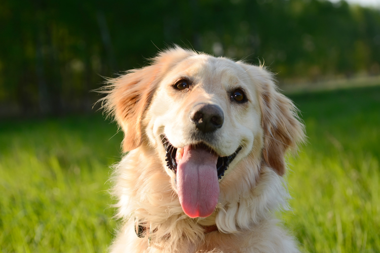 Golden Retriever