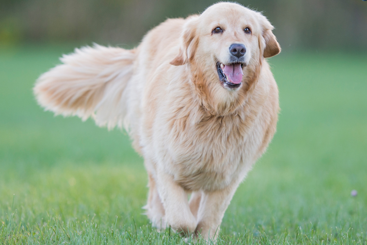 Golden Retrievers