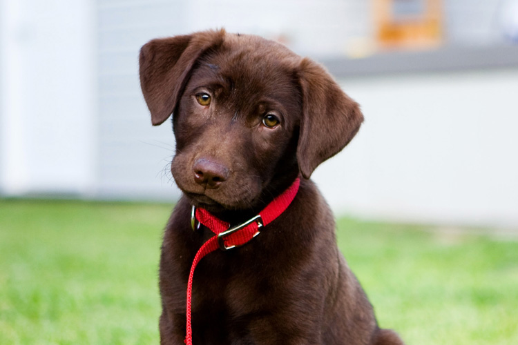 Labrador Retriever