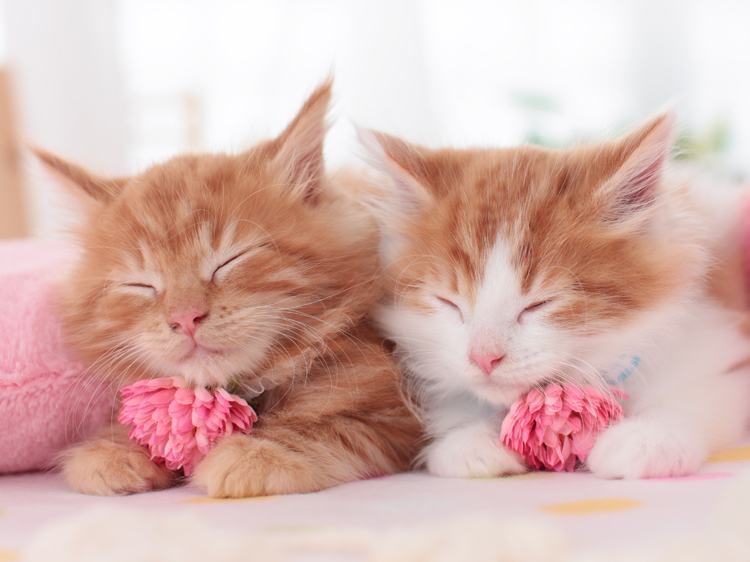 most popular cat breeds