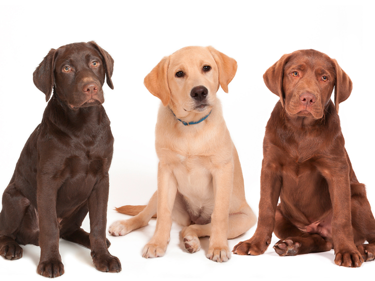 most popular dog breeds