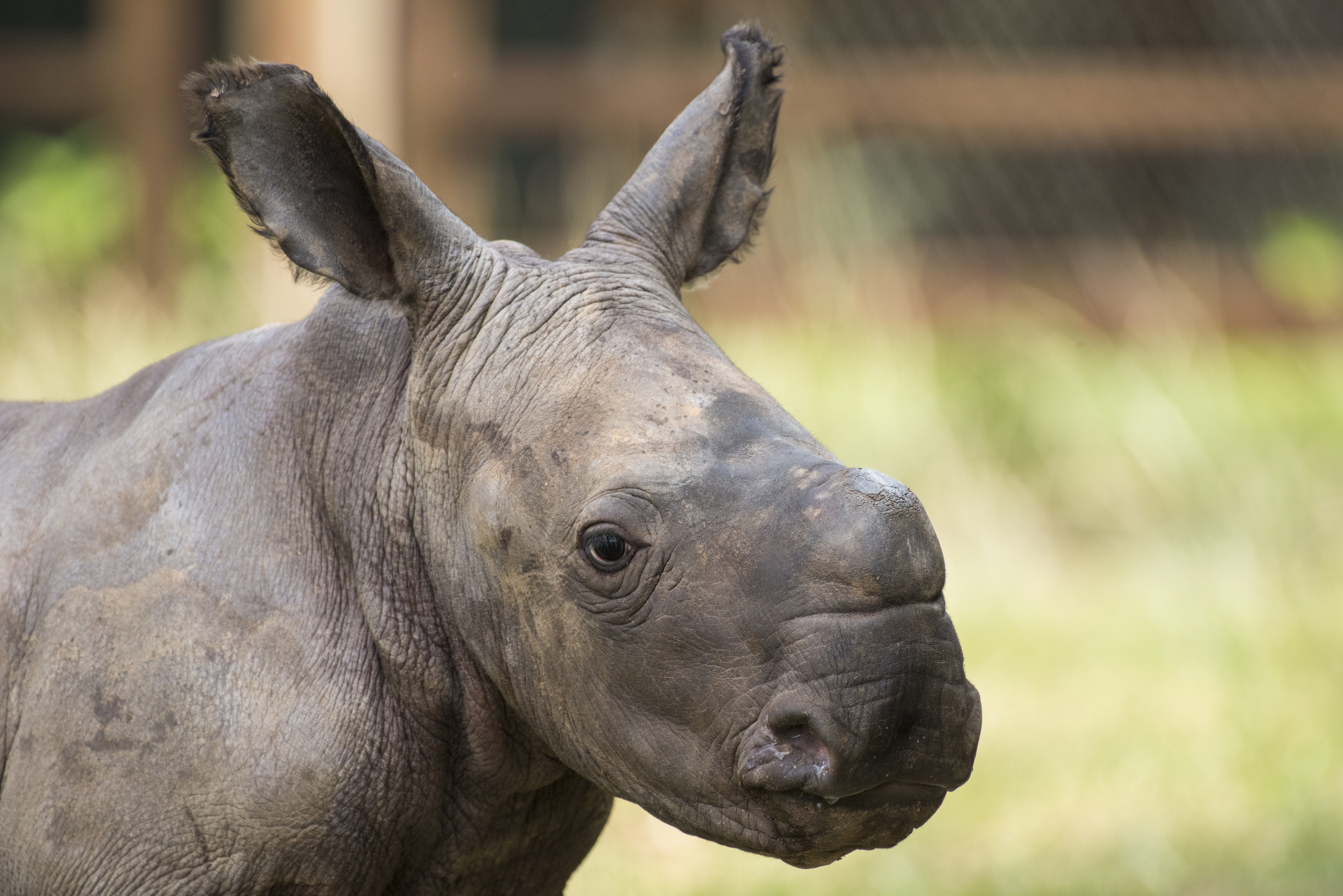 nandi baby rhino