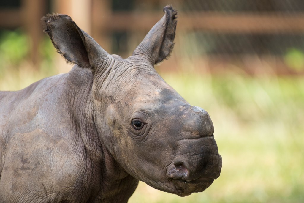 nandi baby rhino