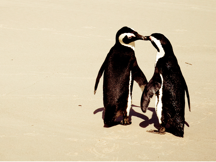 Sweet Video of Penguin Couple Holding 'Hands' Is So Flippin' Cute