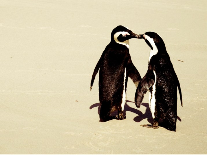 9 Enchanting Facts About Fairy Penguins