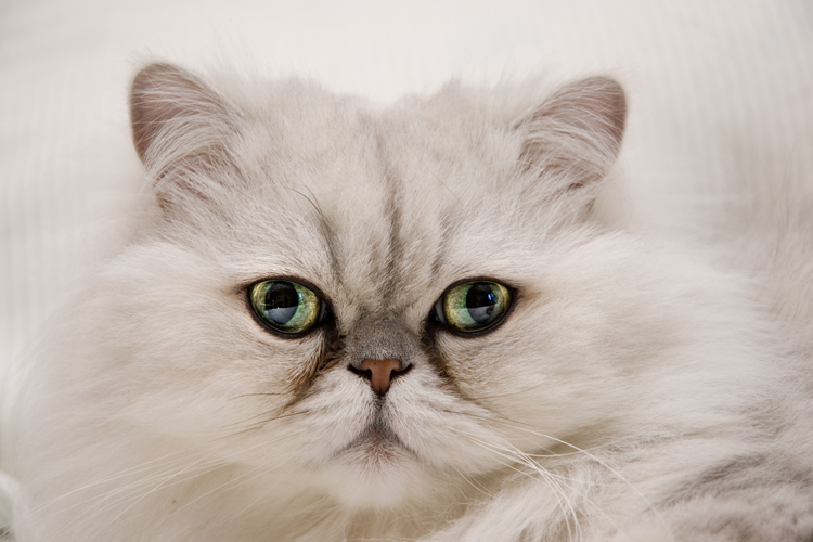 Persian Cat