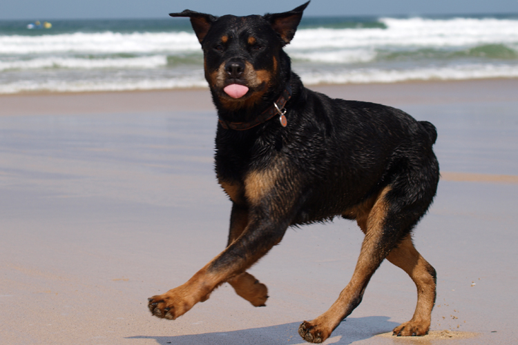 Rottweilers