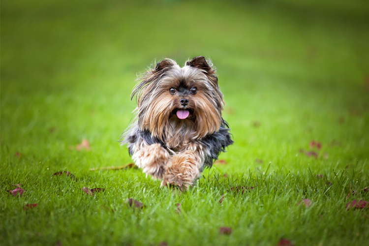 Yorkshire Terriers
