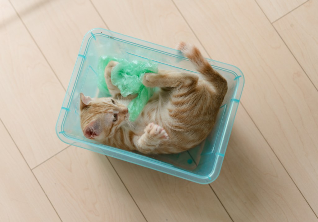Cat playing with green plastic bag while laying in plastic box