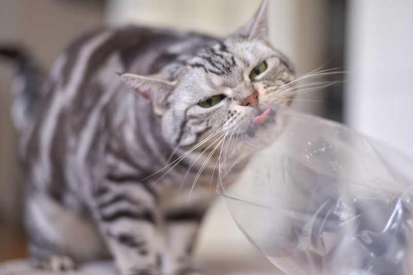 Cat licking plastic bag