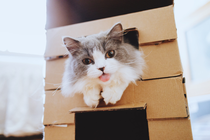 Cats in a box sticking out tongue