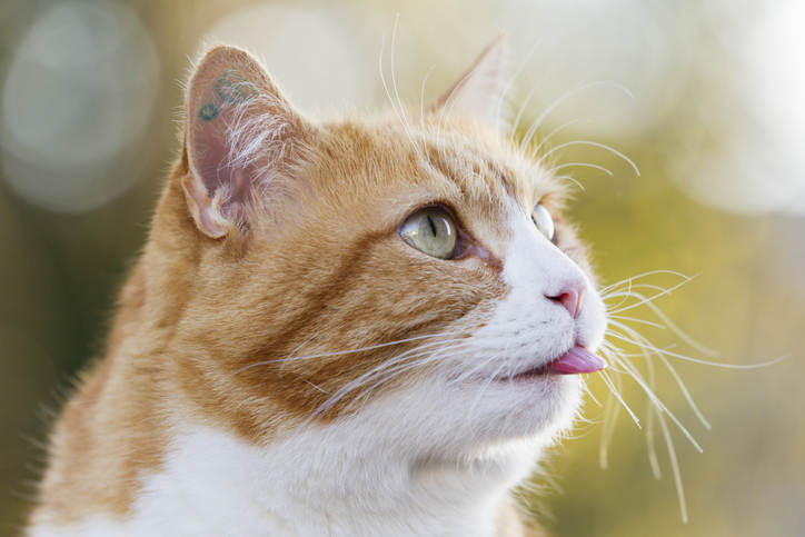 orange cat sticks out tongue