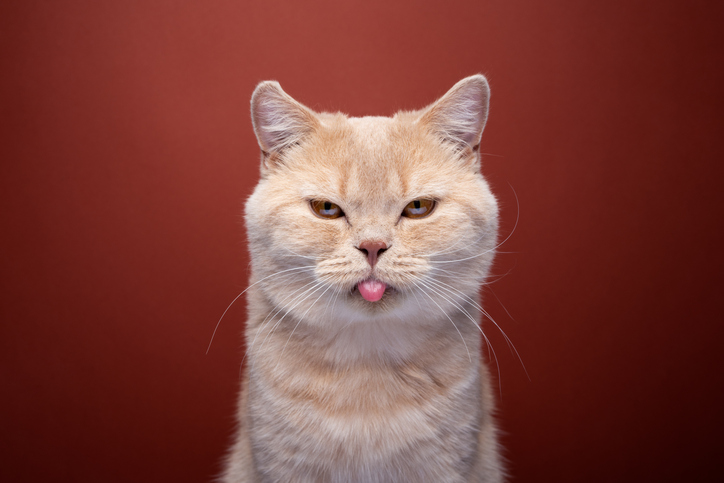 Grumpy cats stick out tongue