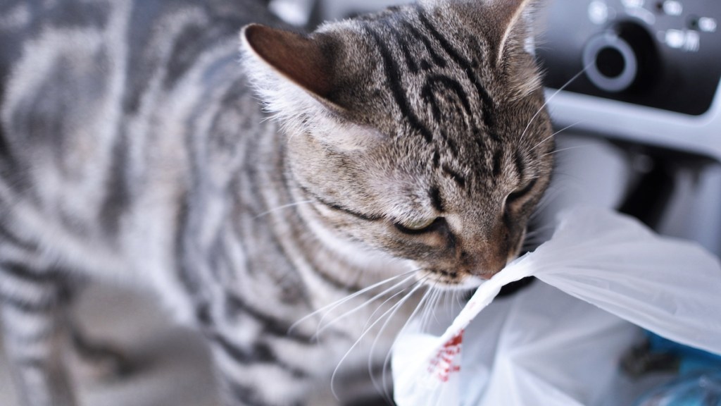 Cat chewing on plastic bag