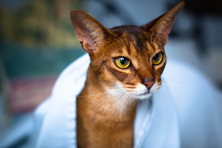 abyssinian cat