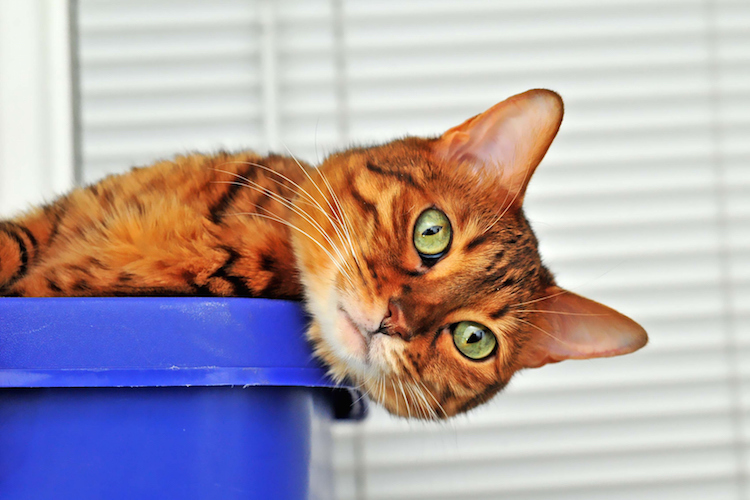 bengal cat