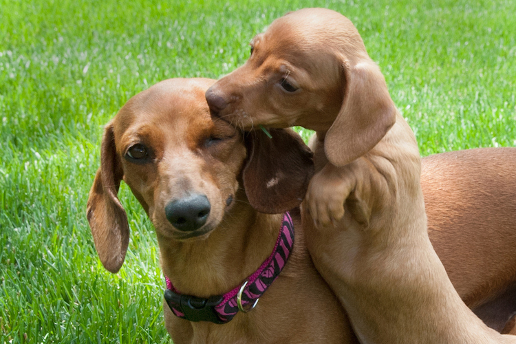 Dogs And Puppies Cute