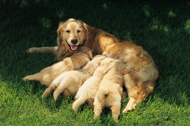 Dogs With Puppies Cute