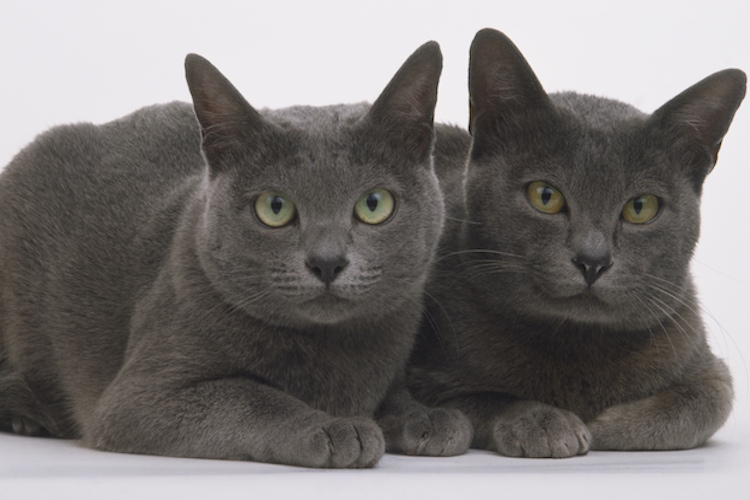 korat cat