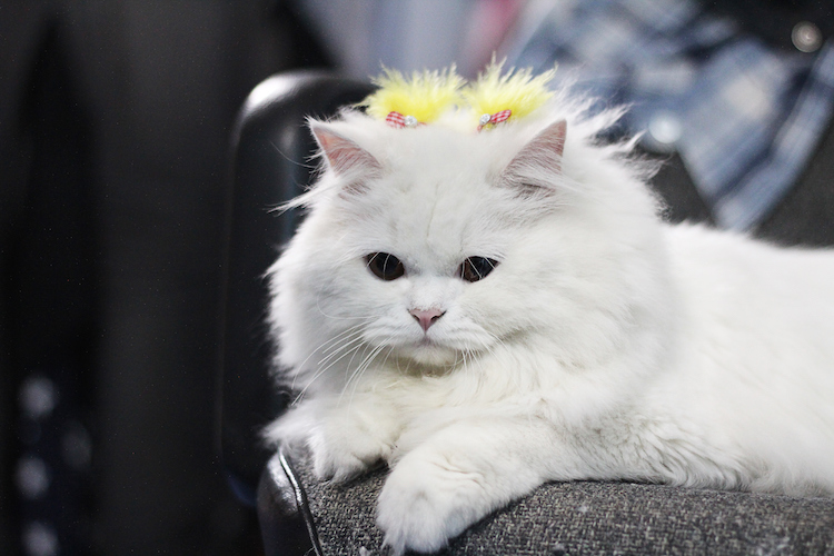 persian cat