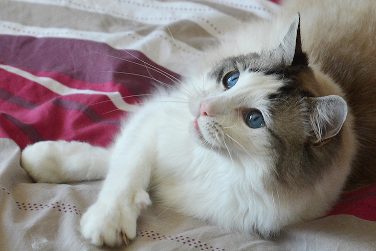 ragdoll