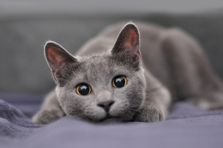 russian blue cat