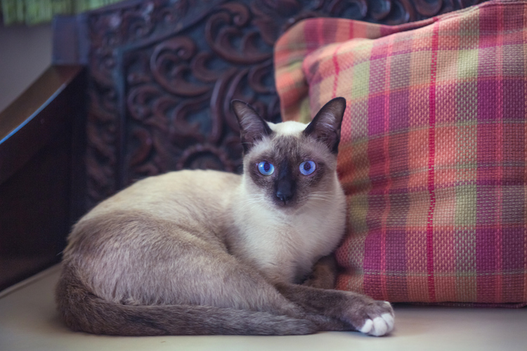 siamese cat