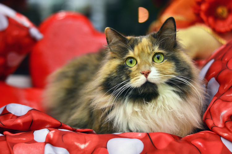 tortoiseshell cat