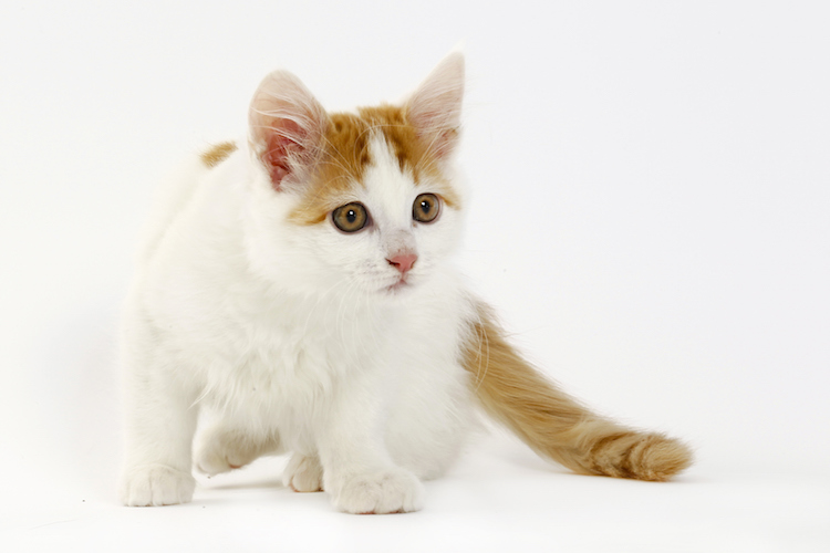 turkish van cat